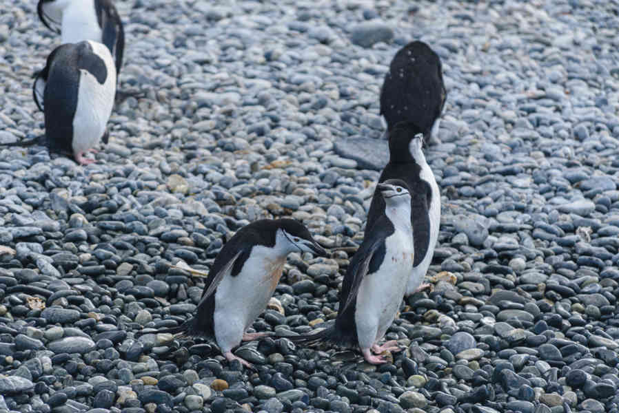 Pingüino Chinstrap - islas Georgias del Sur 15.jpg